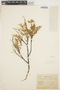 Lonchocarpus campestris image