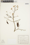 Lonchocarpus campestris image