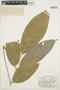 Lonchocarpus chrysophyllus image