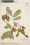 Lonchocarpus fendleri image