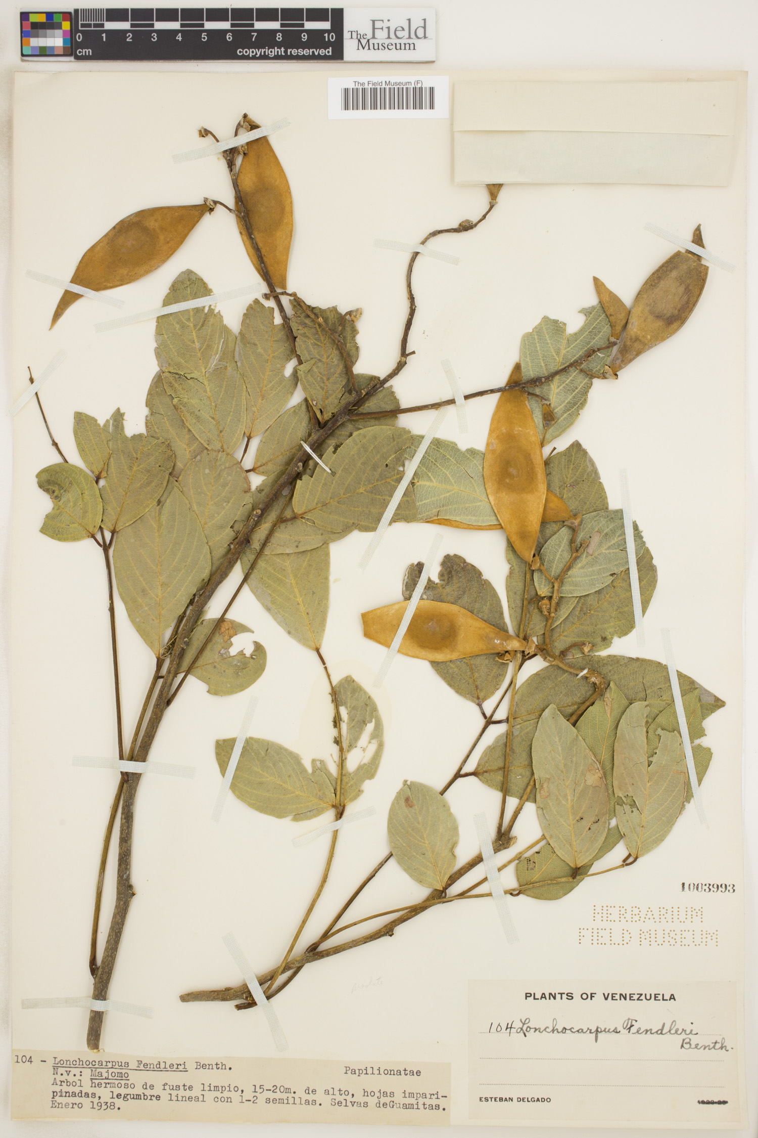 Lonchocarpus fendleri image