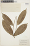 Lonchocarpus nicou image
