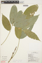 Lonchocarpus nicou image