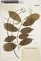 Lonchocarpus muehlbergianus image