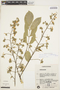 Lonchocarpus muehlbergianus image