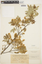 Lonchocarpus nitidus image