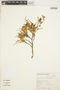 Lonchocarpus leucanthus image