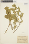 Lonchocarpus leucanthus image