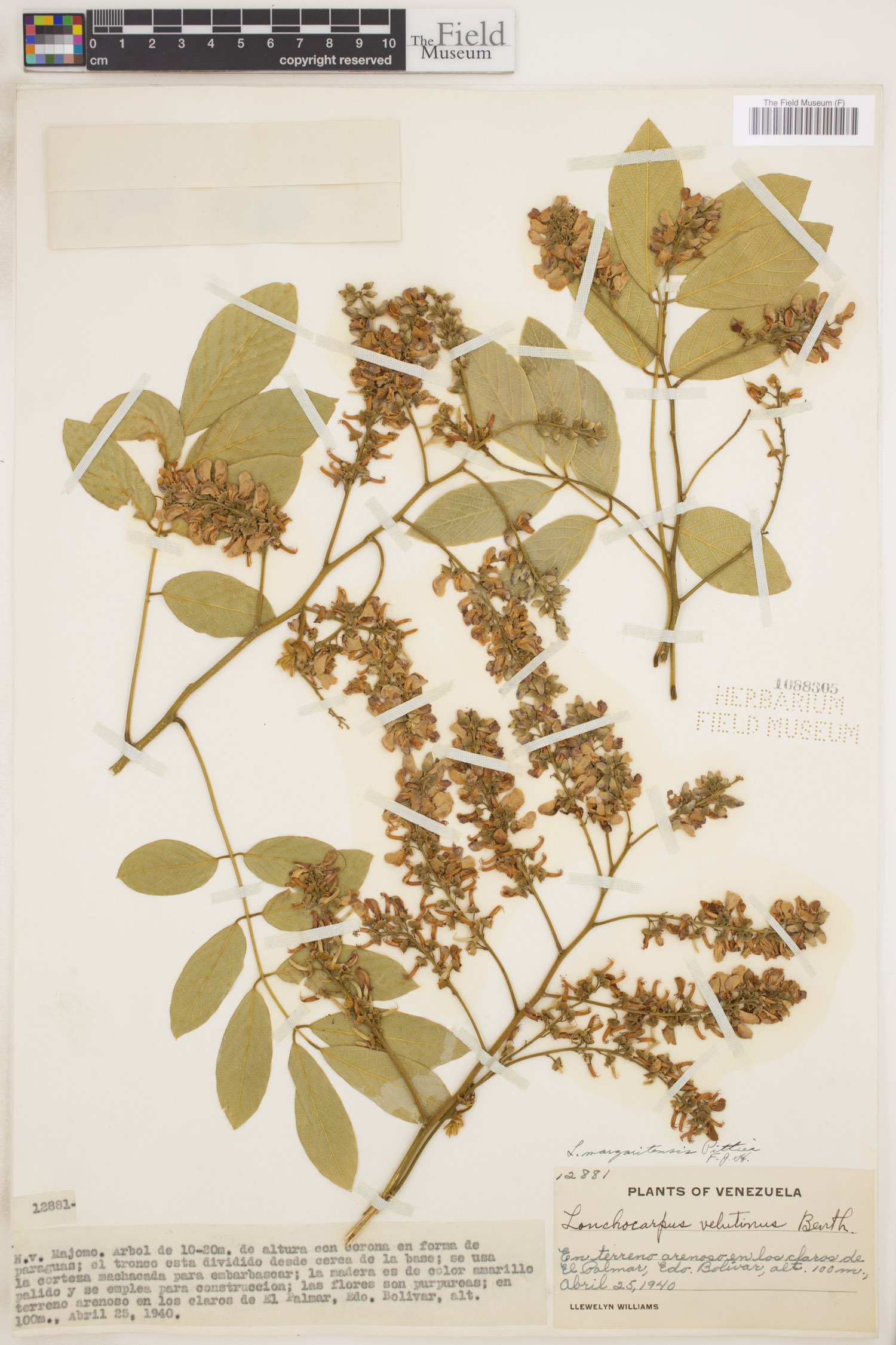 Lonchocarpus margaritensis image