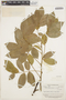 Lonchocarpus martynii image