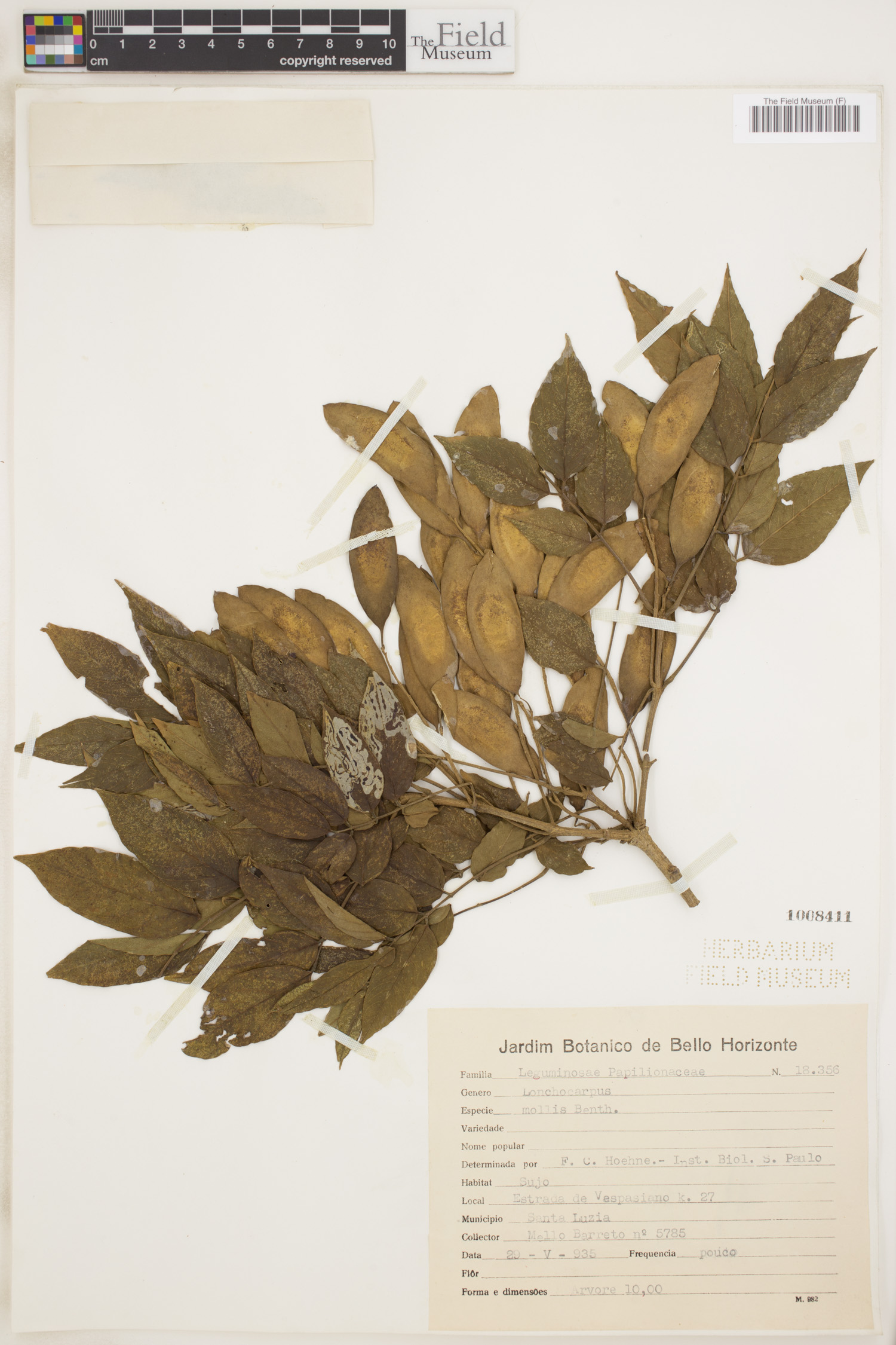 Lonchocarpus mollis image