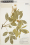 Lonchocarpus macrocarpus image