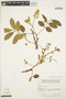 Lonchocarpus macrocarpus image