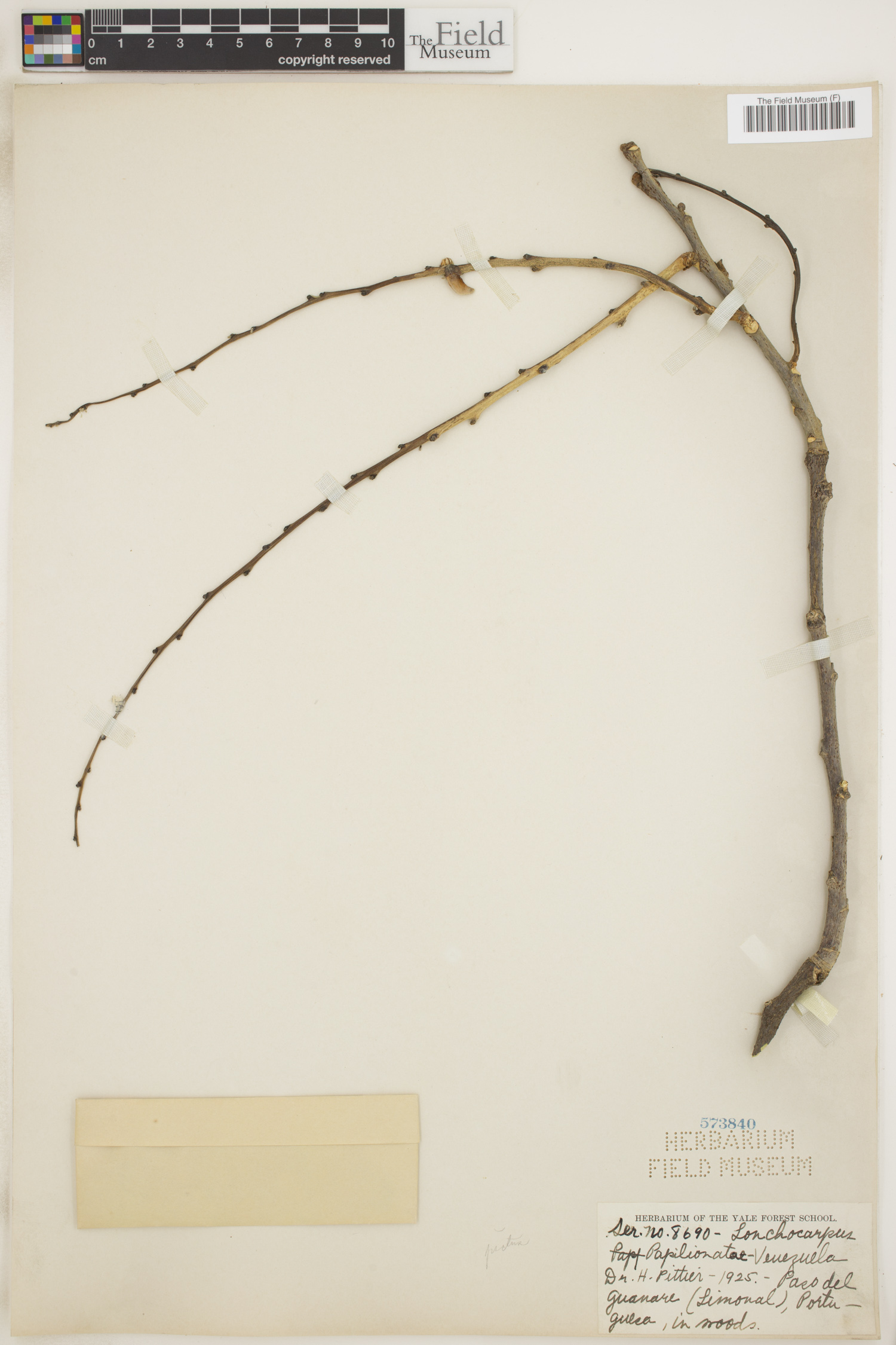 Lonchocarpus pictus image