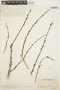 Lonchocarpus pictus image