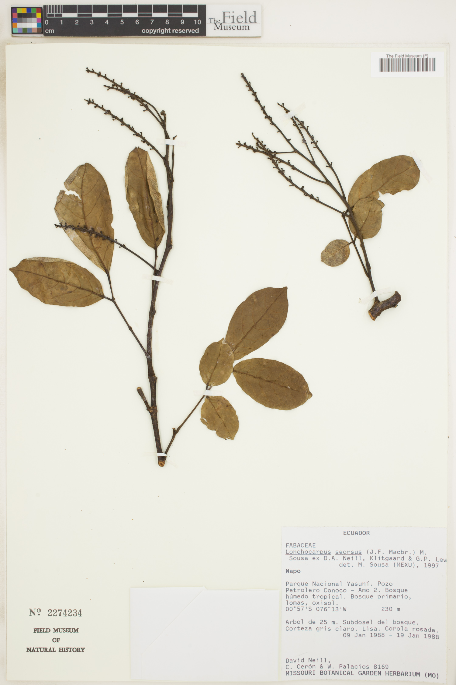 Lonchocarpus seorsus image