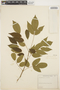 Lonchocarpus sericeus image