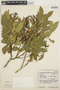 Lonchocarpus subglaucescens image