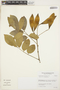 Lonchocarpus hedyosmus image