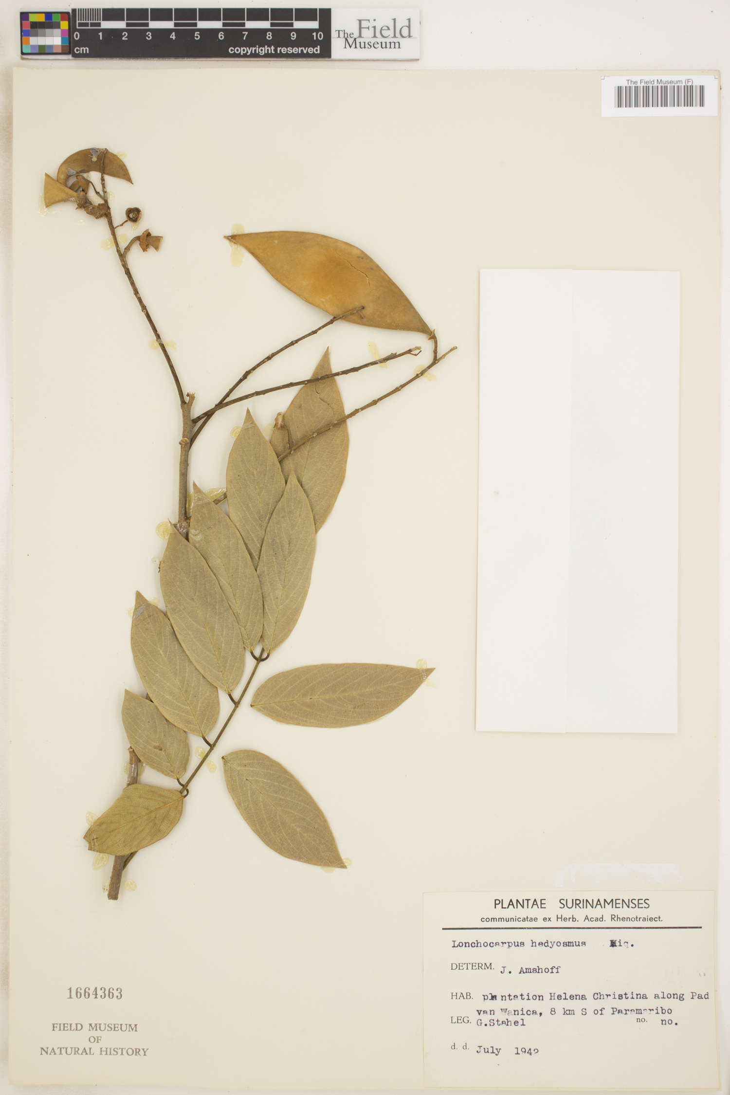 Lonchocarpus hedyosmus image