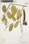 Lonchocarpus negrensis image