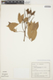 Lonchocarpus guillemineanus image