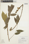 Deguelia densiflora image