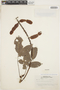 Deguelia densiflora image