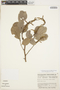 Lonchocarpus seorsus image