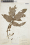 Deguelia negrensis image