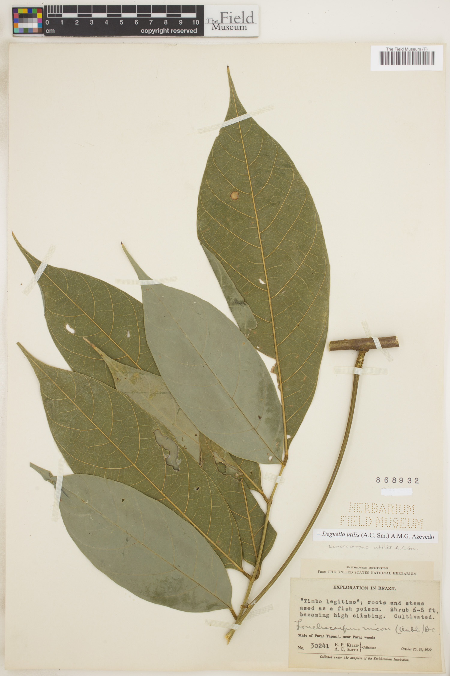 Deguelia image