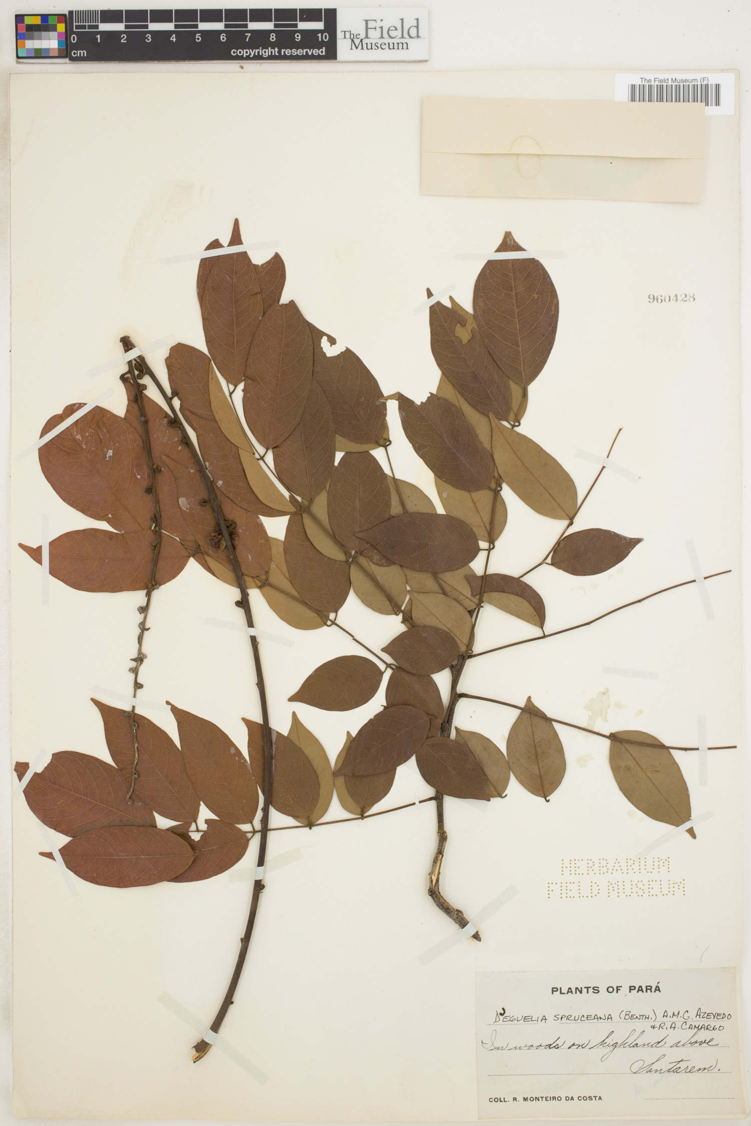 Deguelia spruceana image