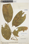 Senna macrophylla var. gigantifolia image