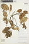 Dahlstedtia confertiflora image