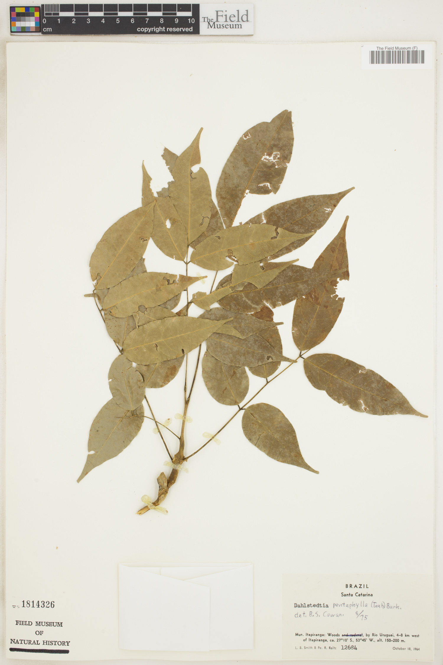Dahlstedtia pinnata image
