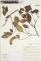 Lonchocarpus cultratus image
