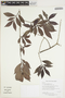 Psychotria pectinata image