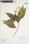 Psychotria paniculata image