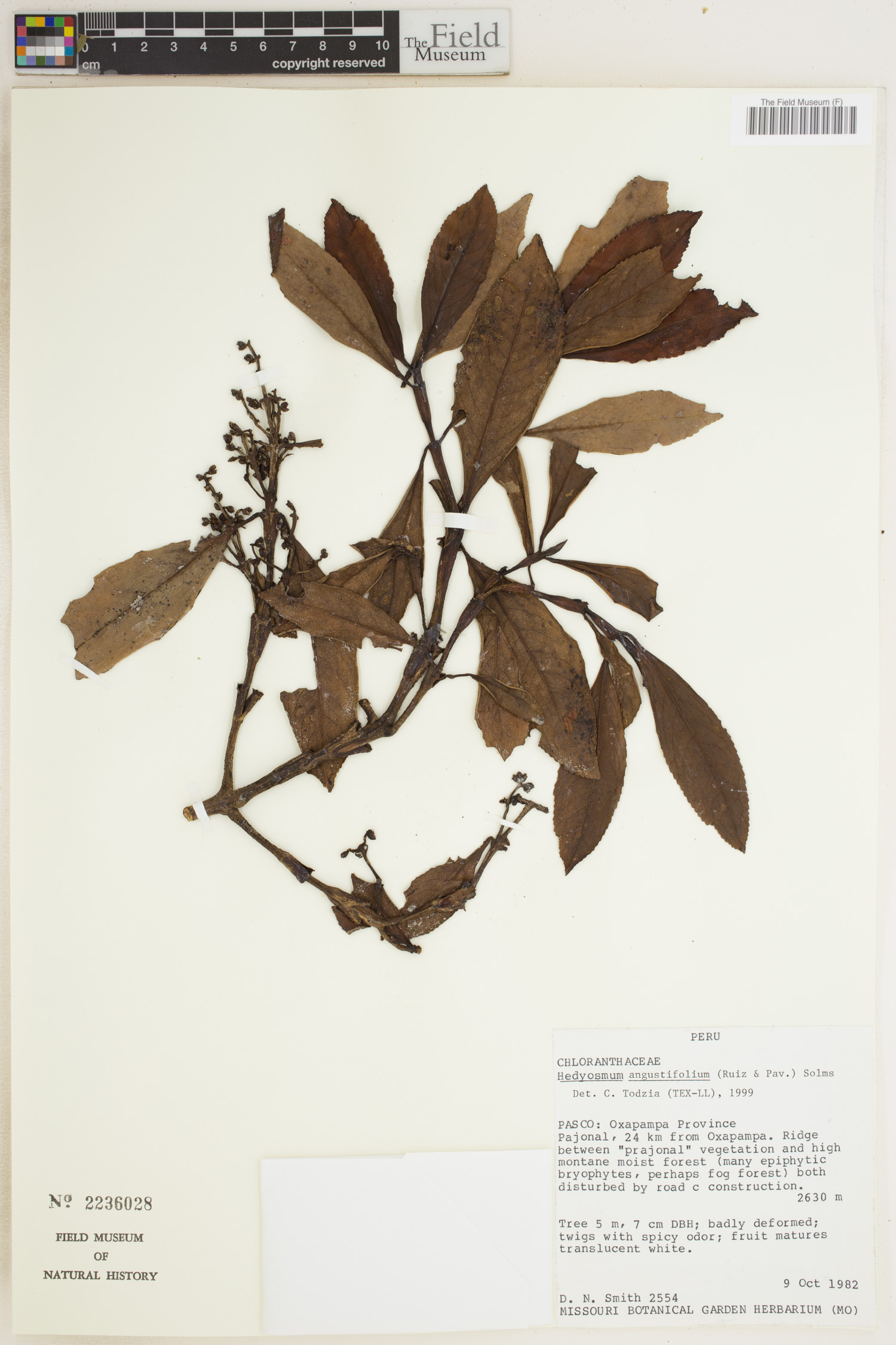 Hedyosmum angustifolium image