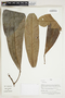 Conchocarpus ucayalinus image