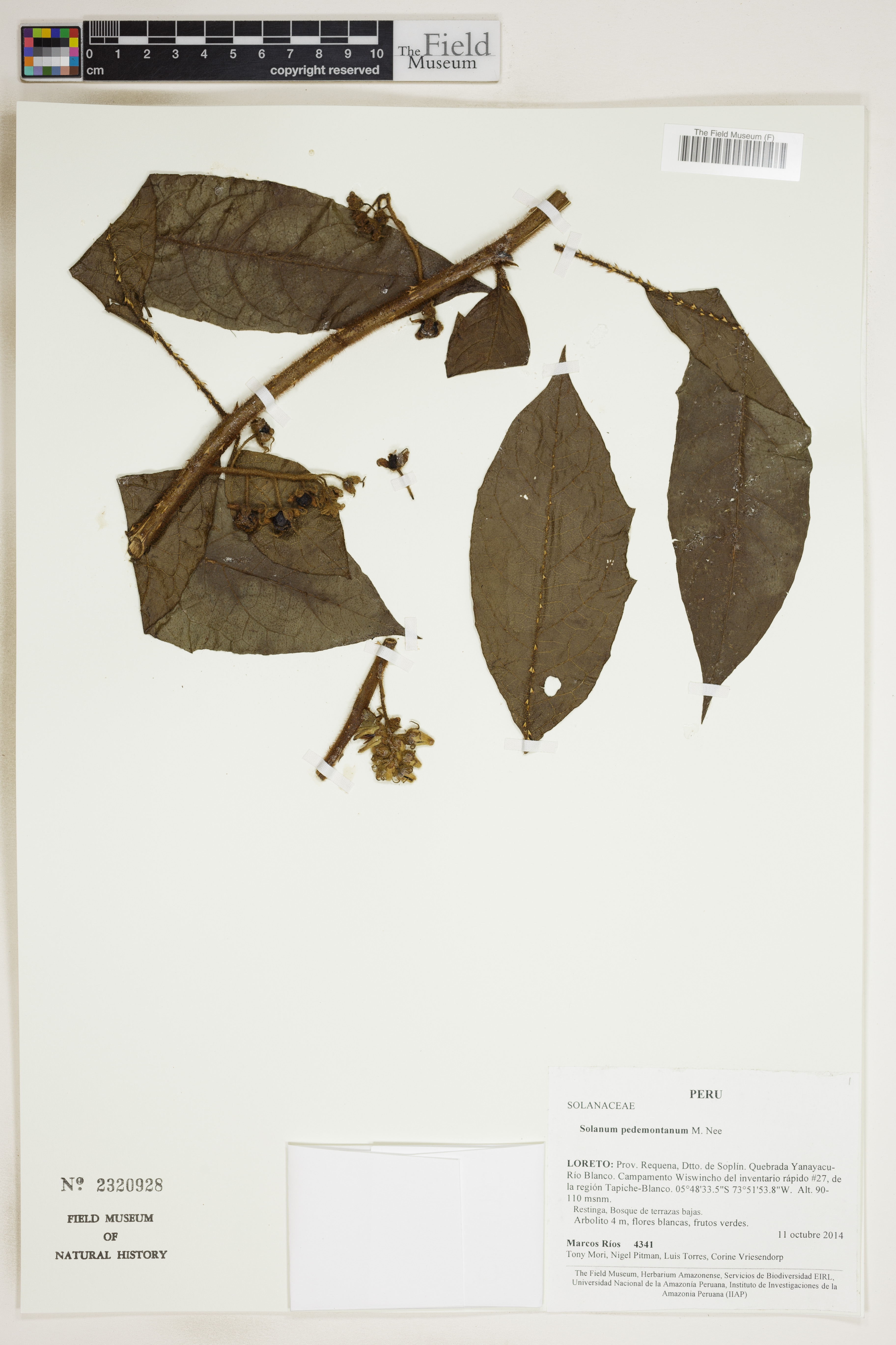 Solanum pedemontanum image