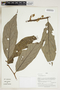 Styrax guyanensis image
