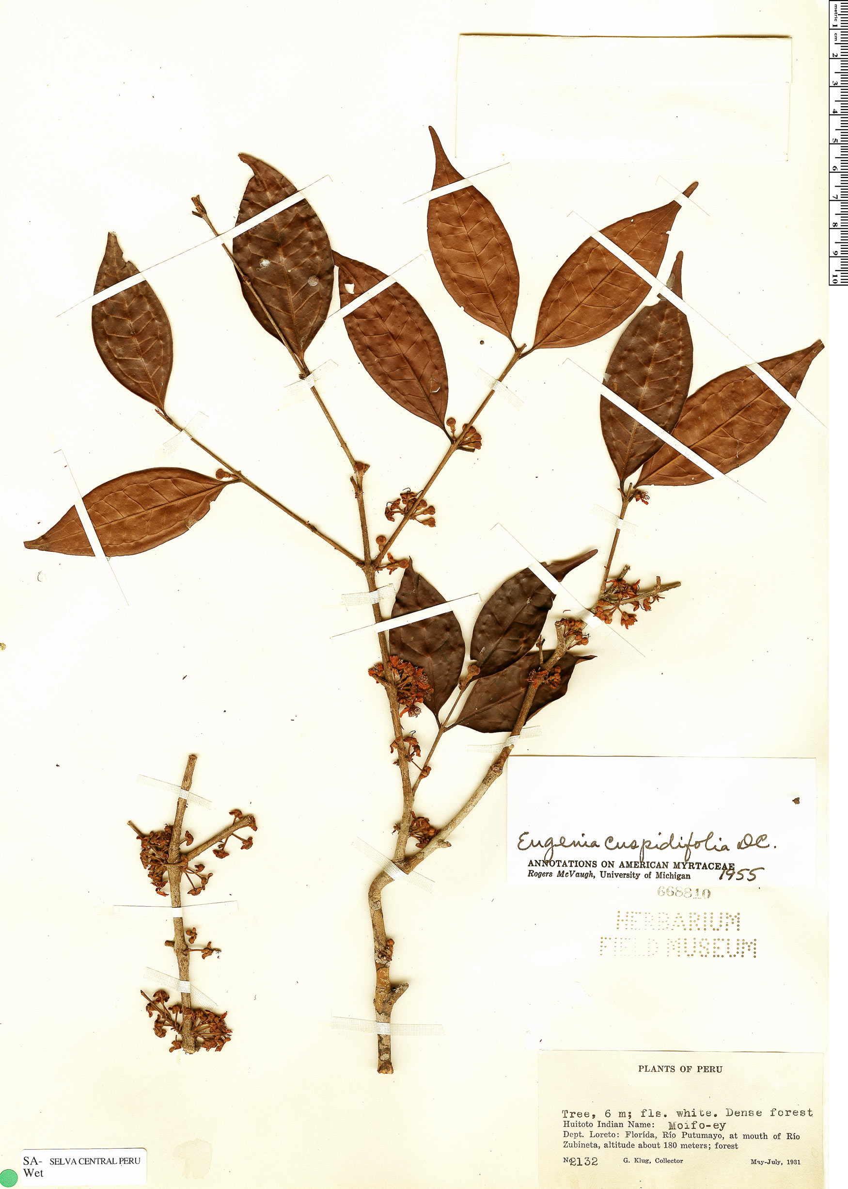 Eugenia cuspidifolia image