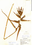 Heliconia angusta image