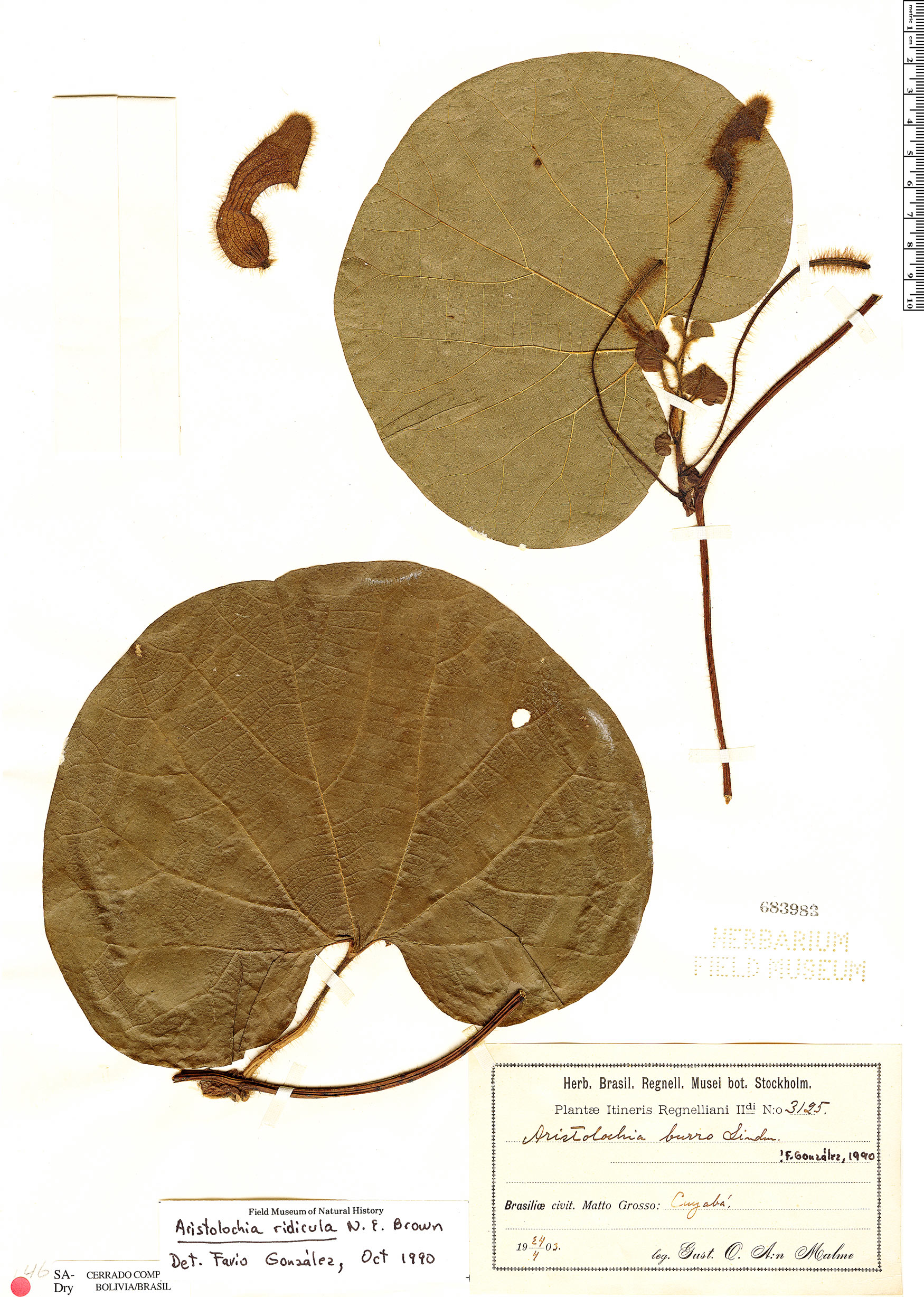Aristolochia ridicula image