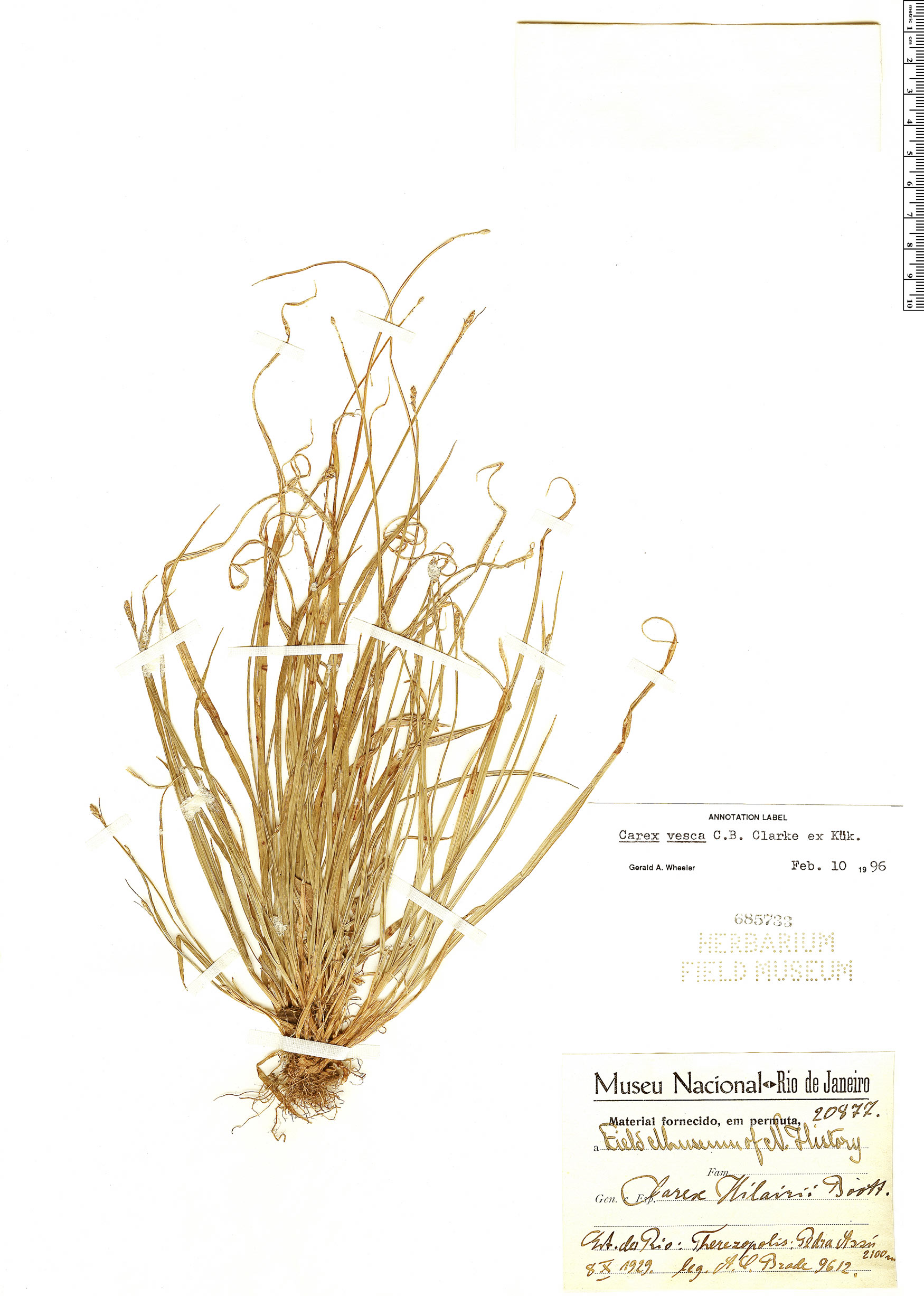 Carex vesca image