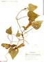 Ipomoea echinocalyx image