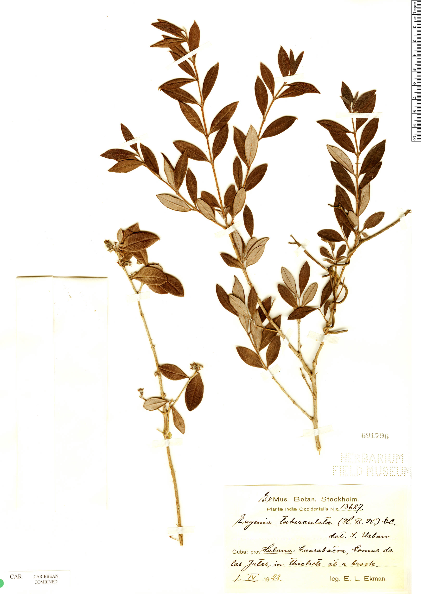 Eugenia tuberculata image