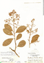 Parathesis cubana image