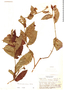 Pavonia intermedia image